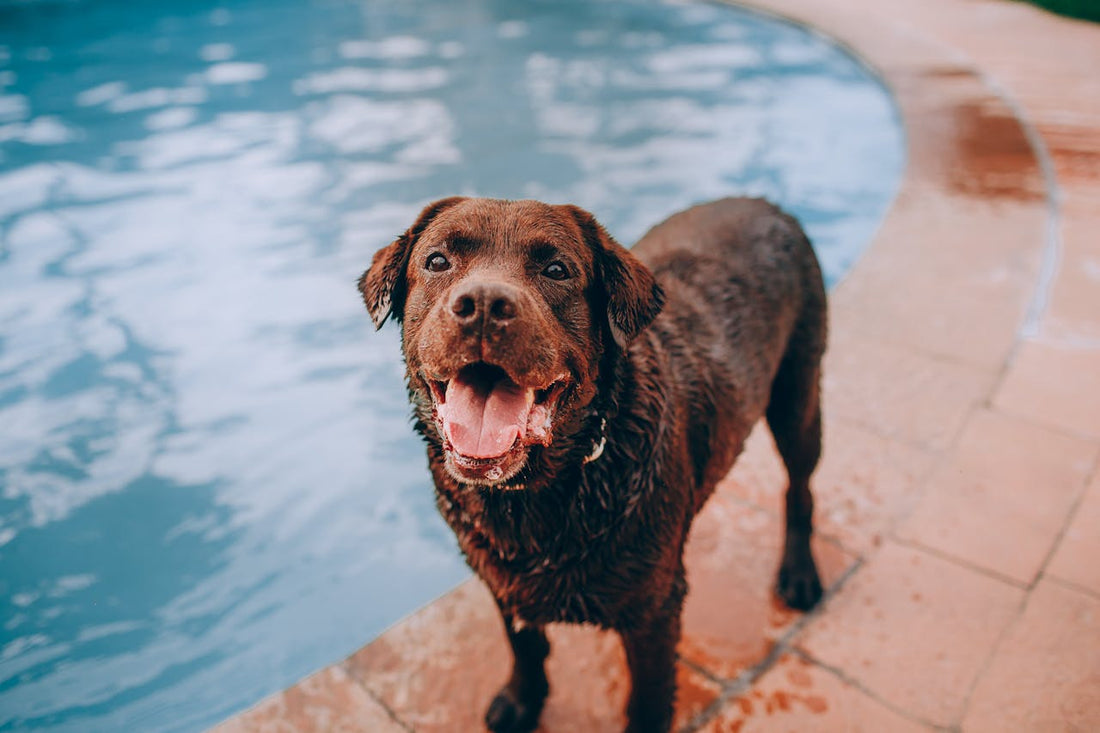 Backyard Summer Fun Ideas for Dogs