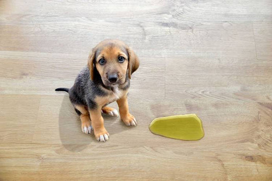 How to Stop Submissive or Excitement Peeing in Dogs