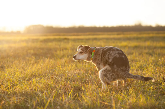 How Often Should Dogs Poop Every Day