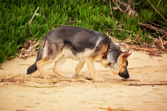 Why You Should Let Your Dog Sniff on Their Walk