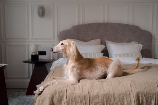 Top 15 Breathtaking Dog Breeds That Look Like They Came From a Dream