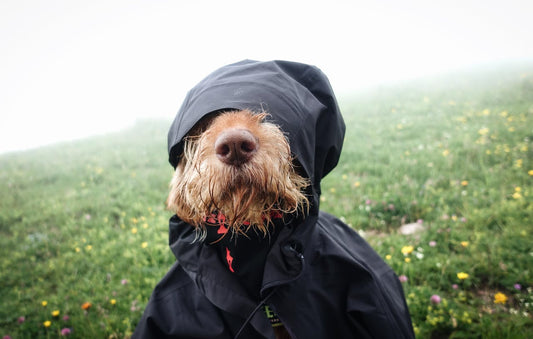 best dog raincoats for spring