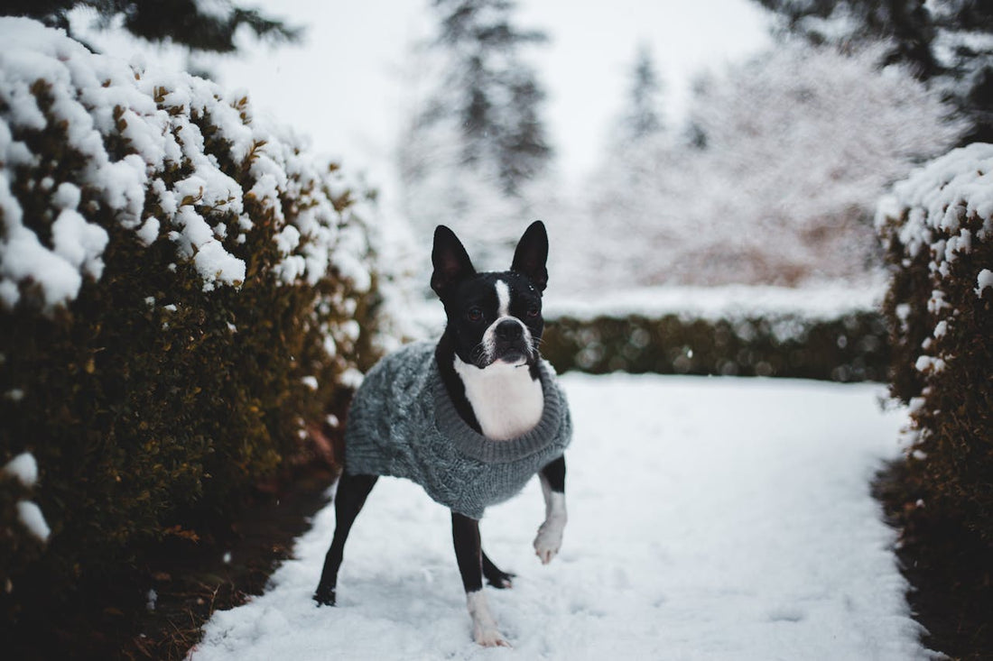 Best Dog Sweaters for Cold Weather
