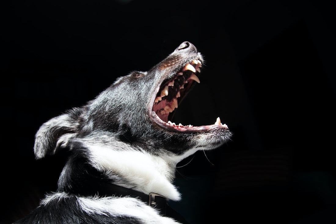 Common Dog Behavior Problems and Solutions