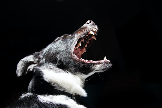 Common Dog Behavior Problems and Solutions