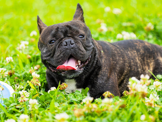 things to do in spring with dog