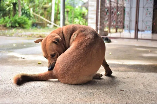 Why Do Dogs Lick Their Butt Area So Much?