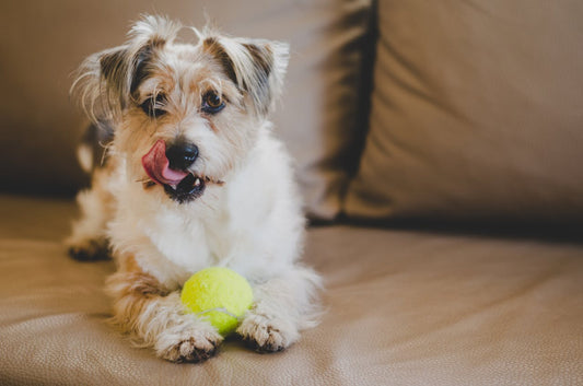 how to clean dog hair from furniture