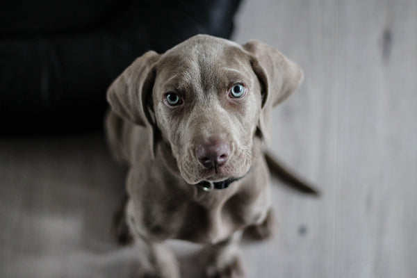 How to Stop Your Dog From Peeing in the House
