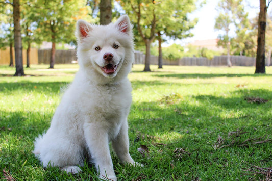 How to Keep Your Dog Safe in the Heat