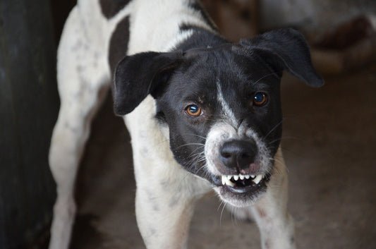 How to Stop Your Dog from Growling