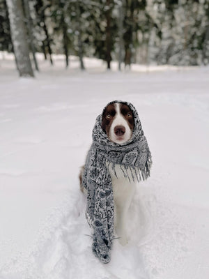 How to Keep Your Dog Warm During Walks in Winter