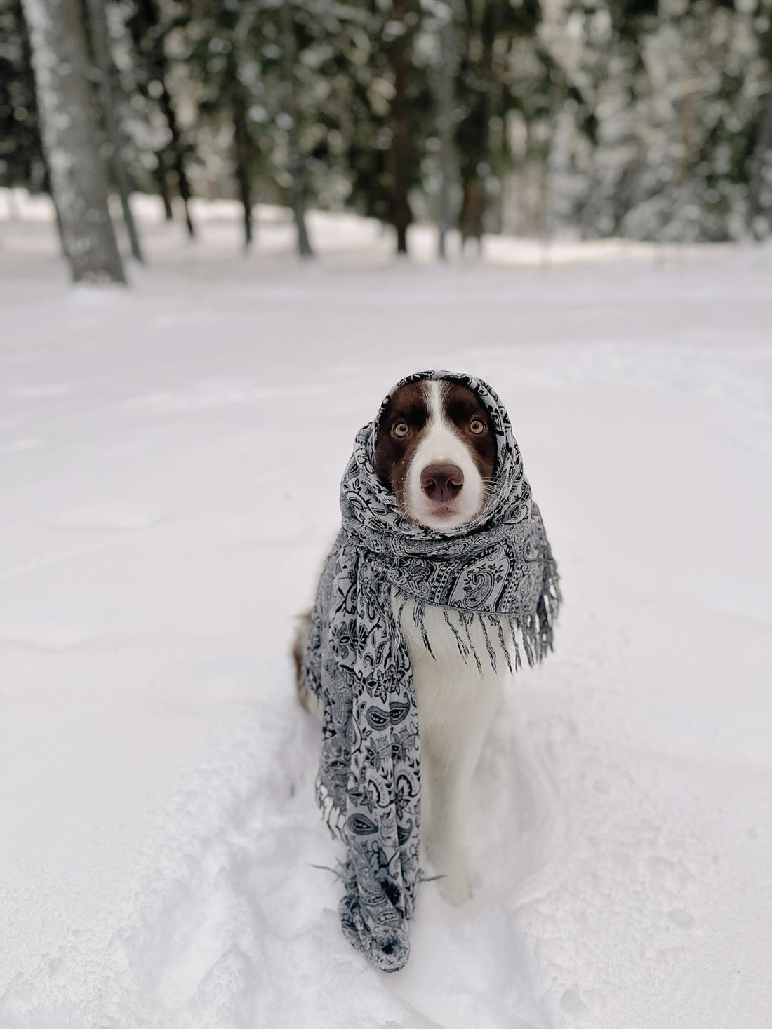 How to Keep Dogs Warm in Winter