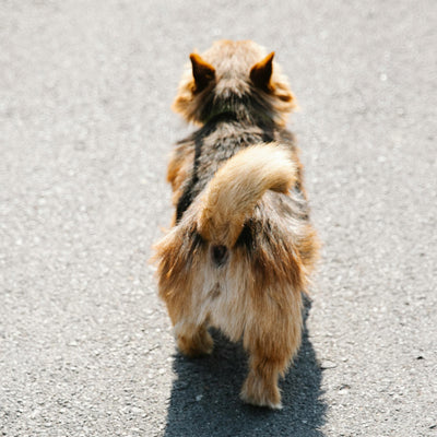 How to Stop Your Dog's Fart : Keep Your Dog Gas Free