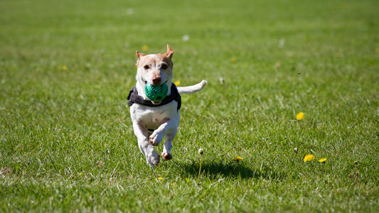 How to Teach a Dog to Fetch
