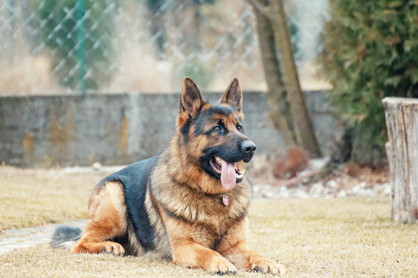 100 Most Popular Male Dog Names