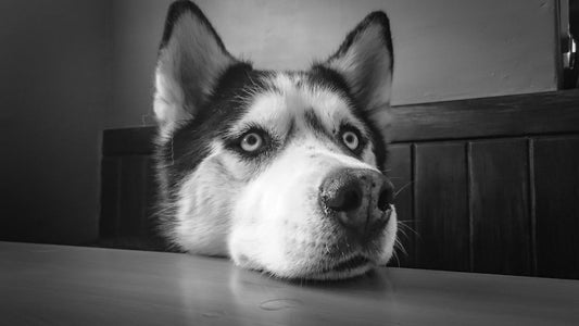 Choosing the Perfect Name for Your Male Dog: Inspiration and Ideas
