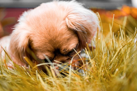 puppies eating rabbit poop