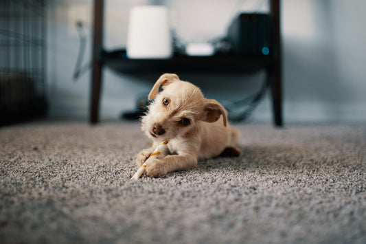 Puppy Potty Training - How to Train Your Puppy to Go on Potty Pads
