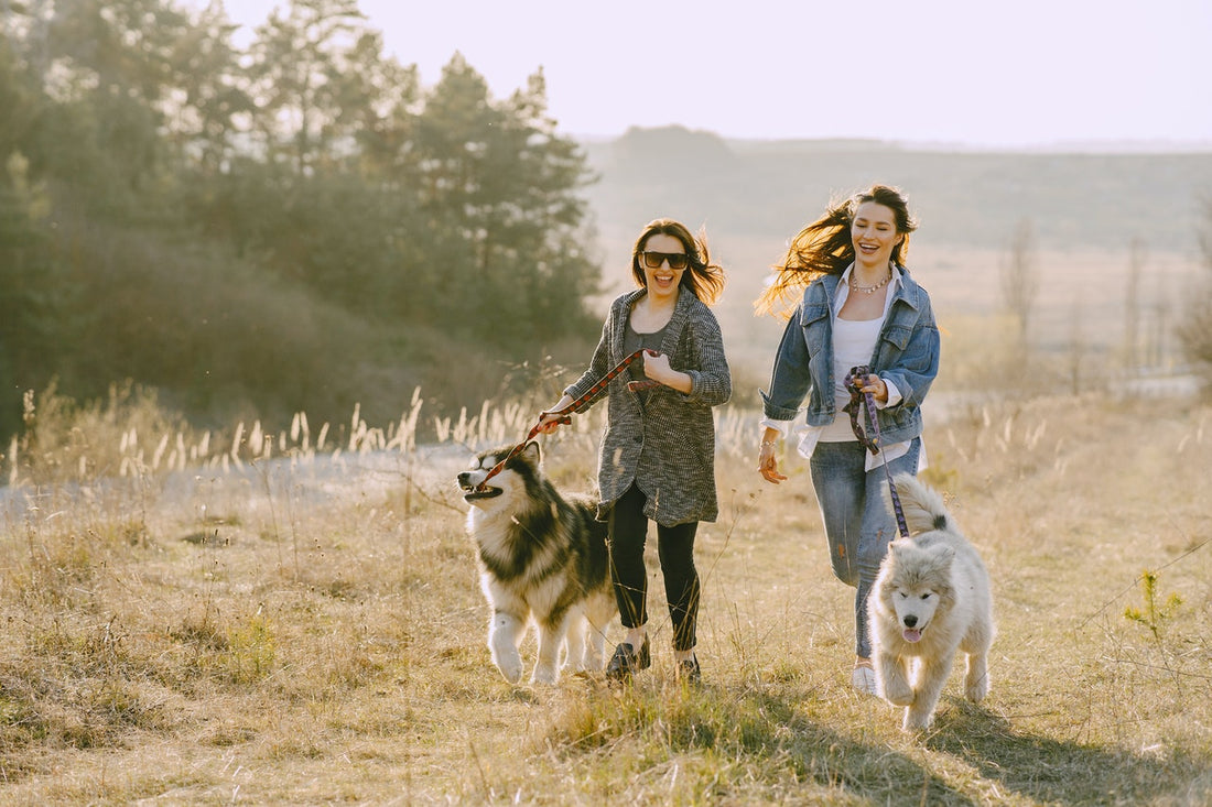 The Best Ways to Exercise With Your Dog