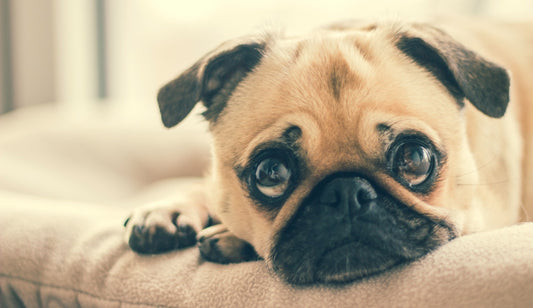 Warning Signs of an Unhappy Dog
