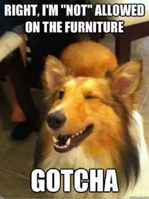 Sarcastic Winking Collie Meme