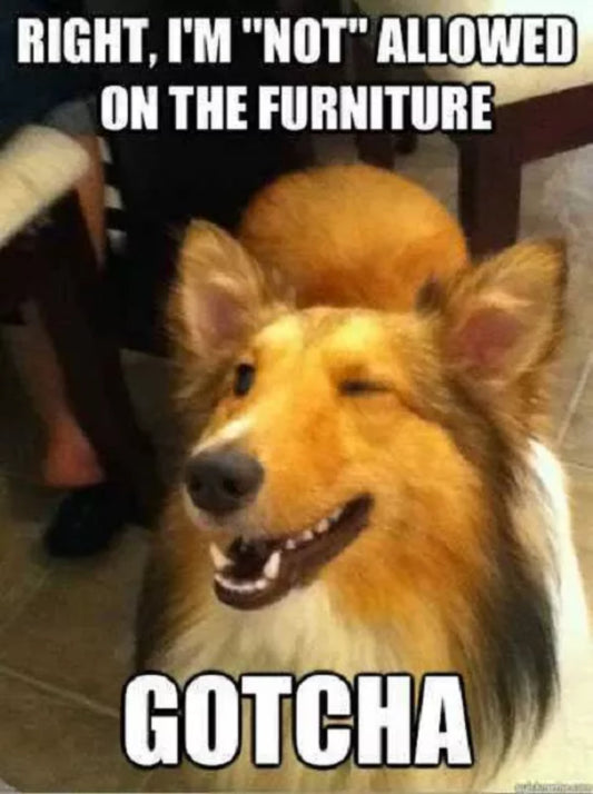 Sarcastic Winking Collie Meme