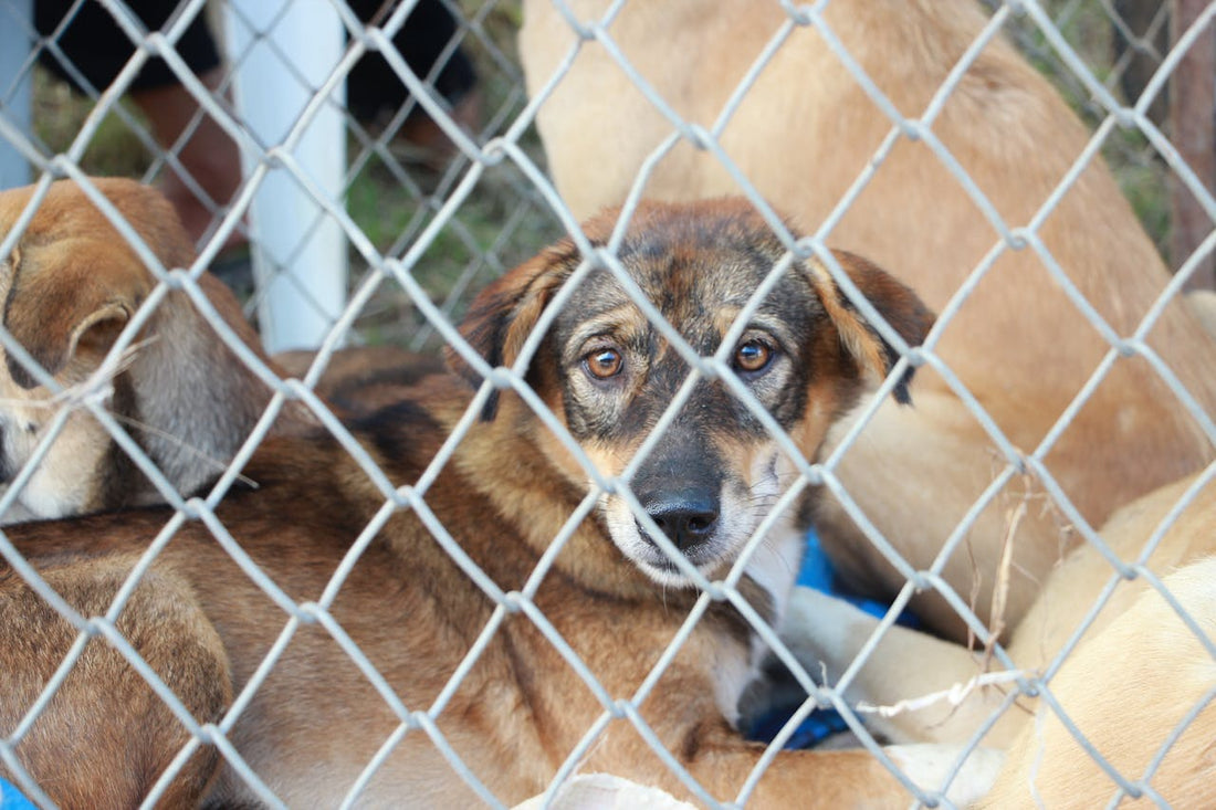 Ways to Help Your Local Shelter Without Adopting a Dog