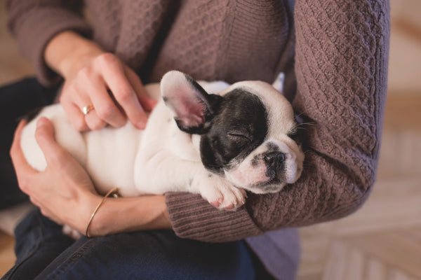 Puppies 101 - How to Care For a Puppy