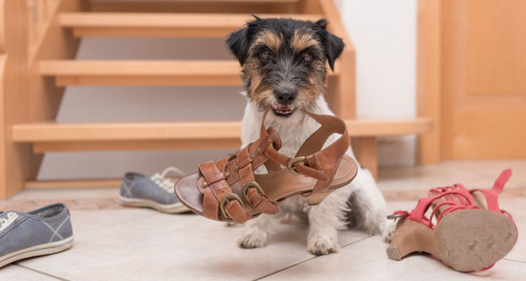 What to Do if Your Puppy Chews on Everything