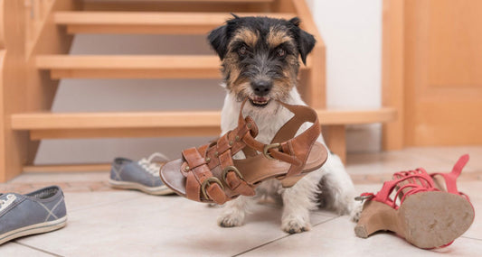 What to Do if Your Puppy Chews on Everything