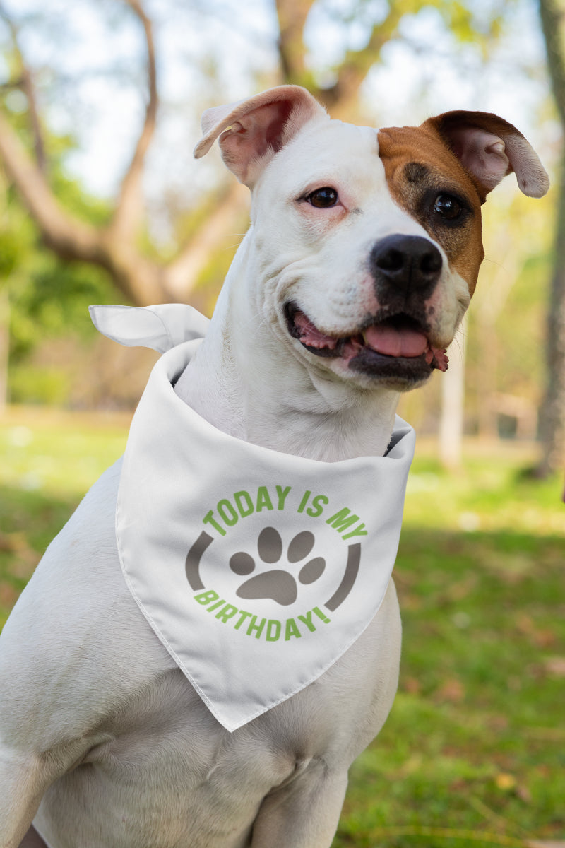 Today is My Birthday Dog Bandana