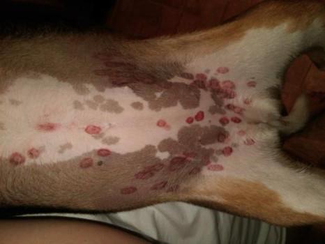 Red Dots on Dog Stomach (or Belly): What They Mean & How to Help