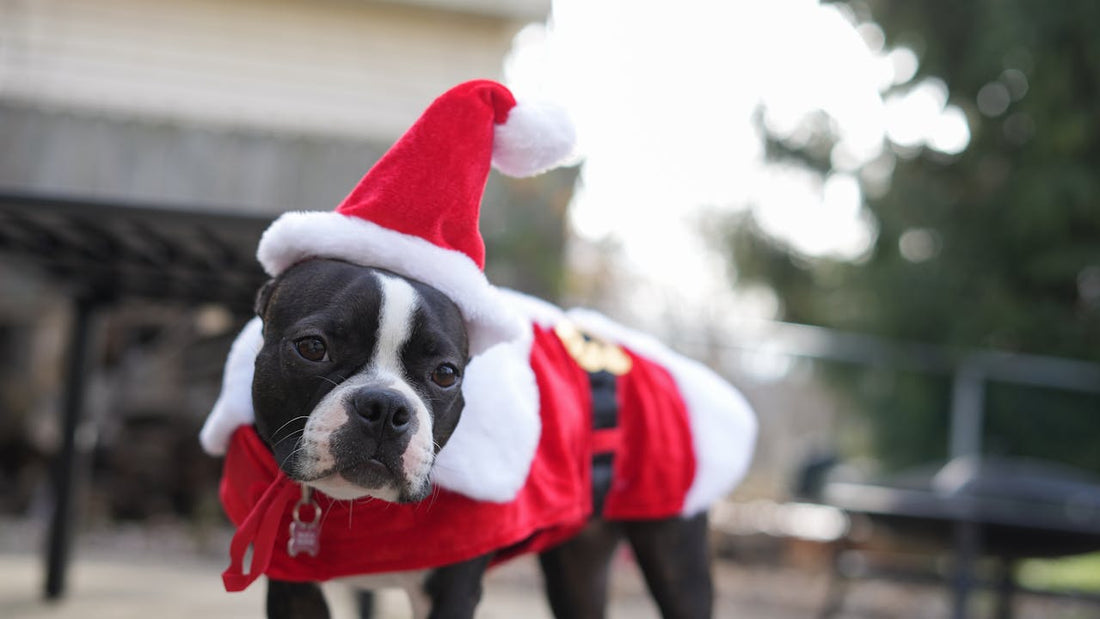 Cute Christmas Outfits for Dogs (Holiday Style Guide + Best Picks)