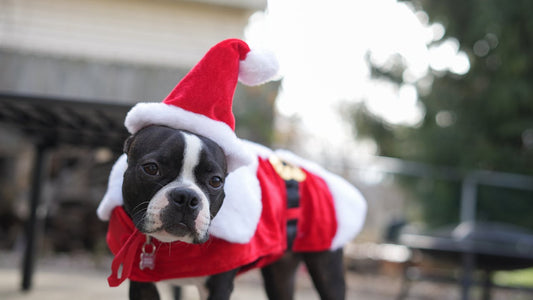 Cute Christmas Outfits for Dogs (Holiday Style Guide + Best Picks)