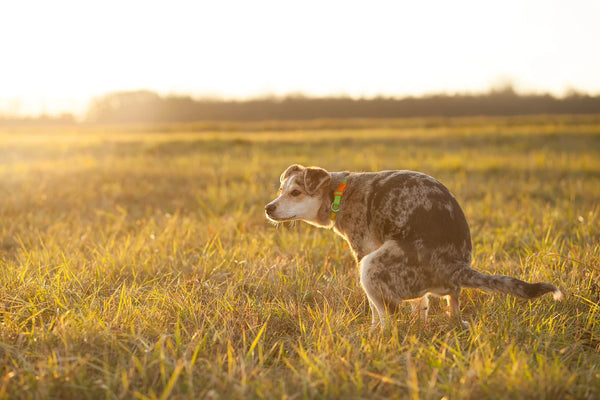 How Often Should Dogs Poop Every Day?
