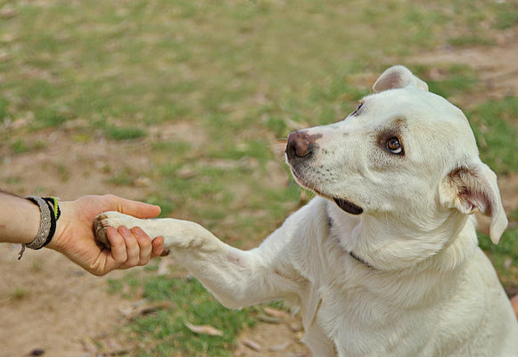 How to Teach Your Dog to Shake Paws