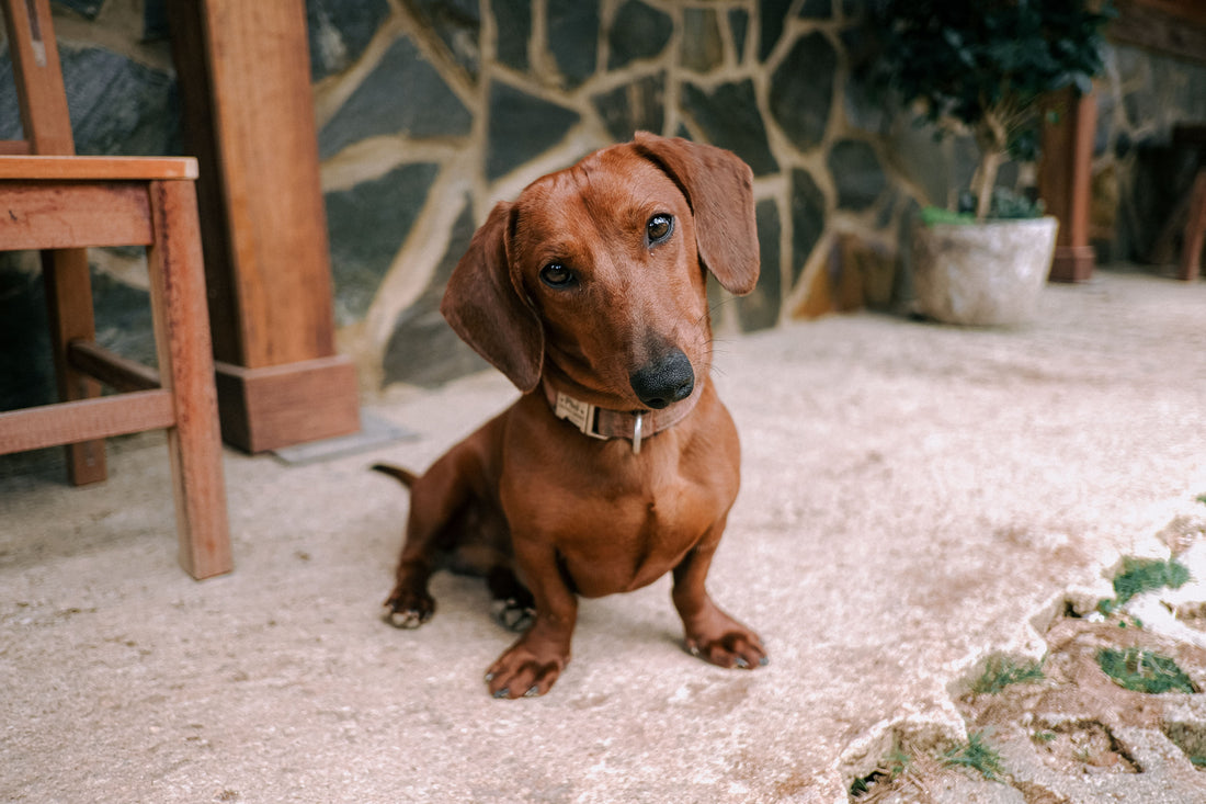 Why Are Dachshunds So Stubborn?