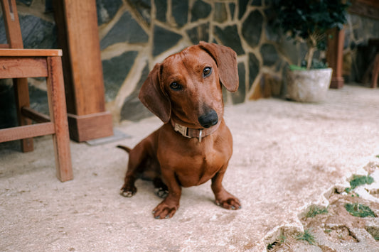 Why Are Dachshunds So Stubborn?