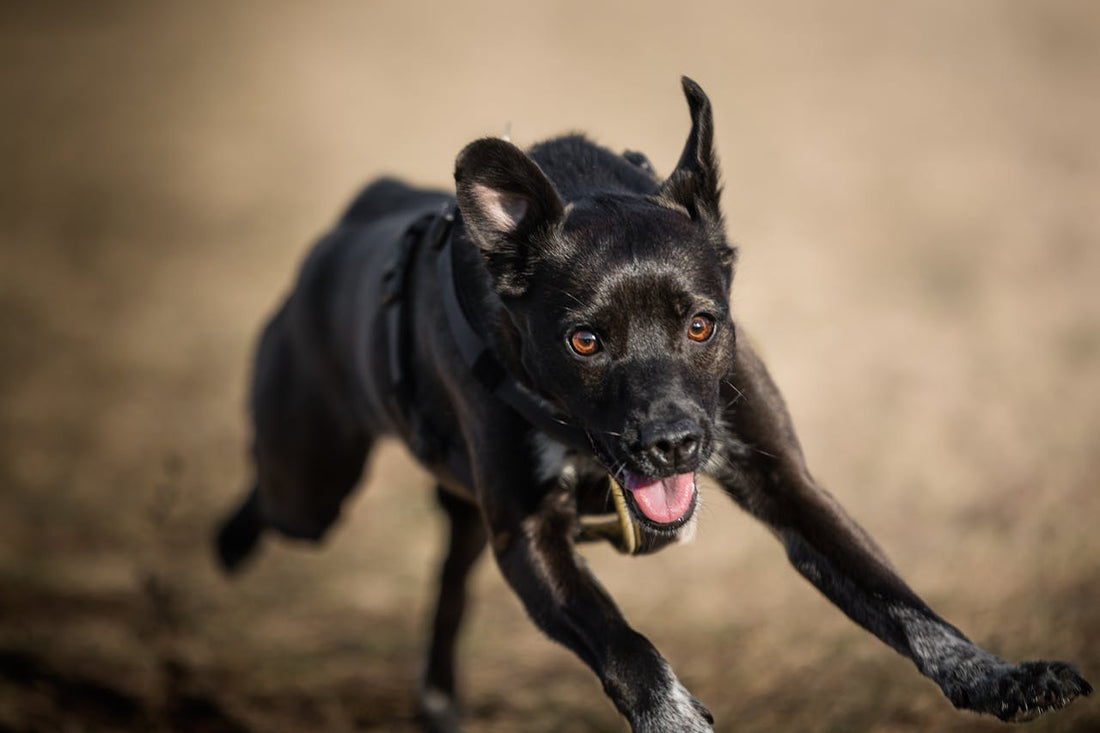 Why Dogs Get the Zoomies (And Why It’s Totally Normal)