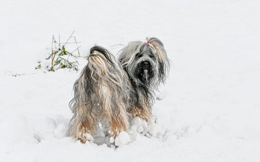 Winter Grooming Tips for Long-Haired Dogs