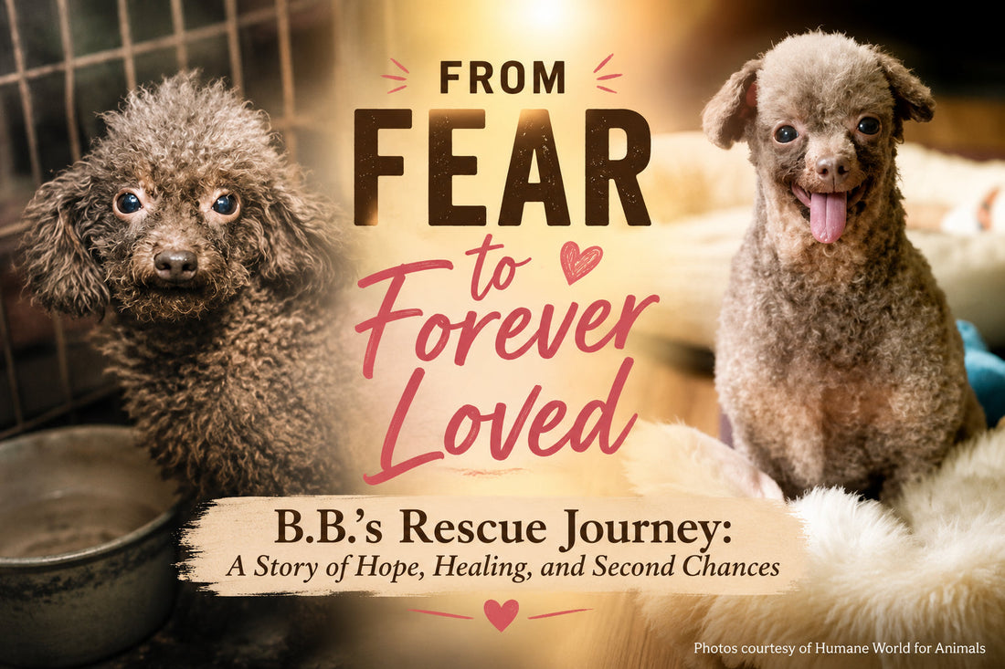 B.B.'s Second Chance: A Puppy Mill Survivor Learns to Trust Again
