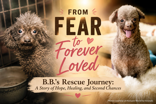 B.B.'s Second Chance: A Puppy Mill Survivor Learns to Trust Again