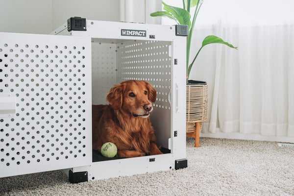 The 12 Best Dog Crates in Every Type: A Comprehensive Guide