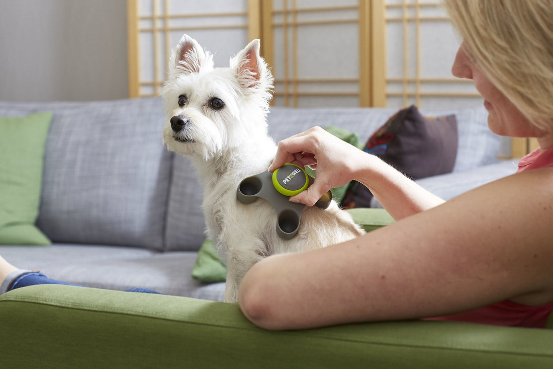 Best Dog Massage Tools for Your Furry Friend