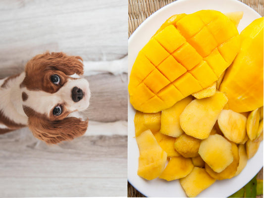 Can Dogs Safely Enjoy the Sweet Taste of Mangoes?