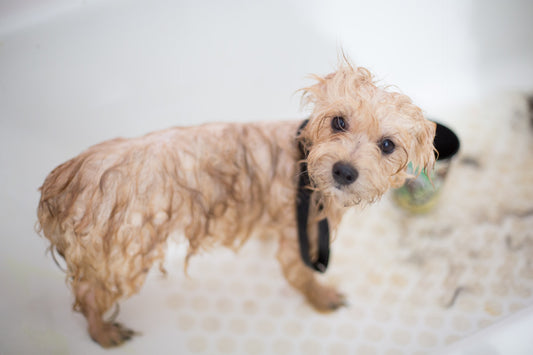 What to Do When Your Dog Hates the Bath