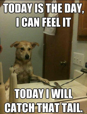 Dog Meme - Today is the Day I Can Feel It