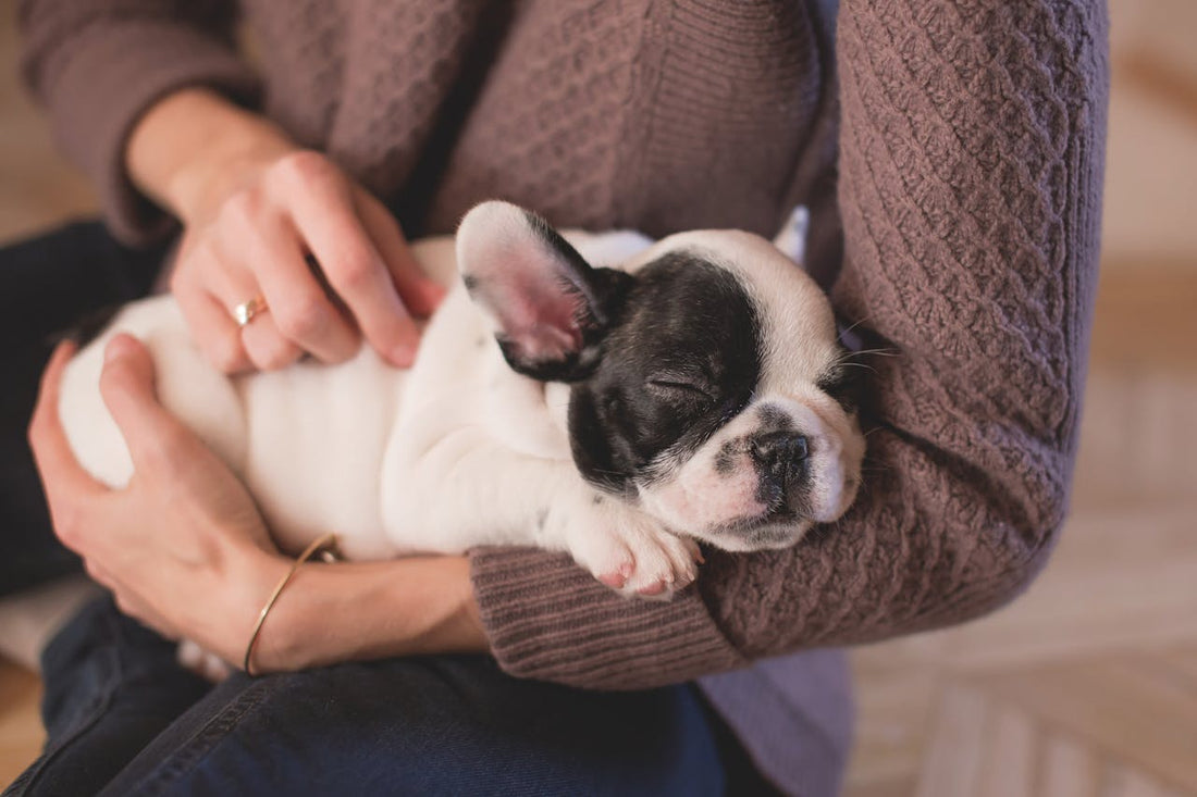 Dog Mom Burnout Is Real – And You’re Not Alone