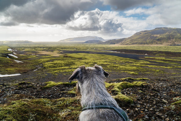Preparing Your Dog for Spring Travel: My Go-To Guide for Stress-Free Adventures
